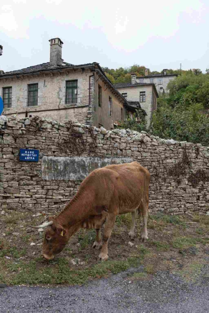 Pindus mountain range - Zagorohoria - Gastronomy Tours ΑΝΩ ΠΕΔΙΝΑ 12 1025x1536 1 - Gastronomy Tours